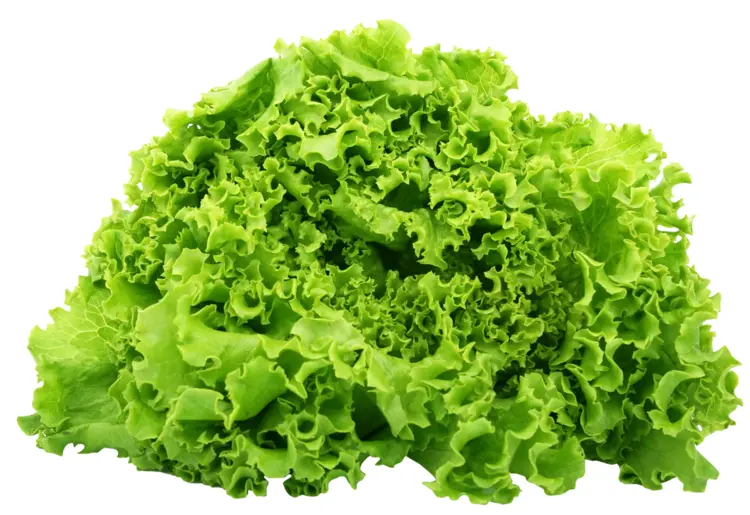 Green Leafy Lettuce