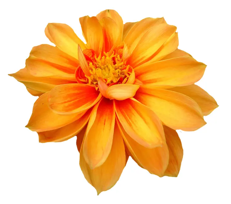 Vibrant Marigold Flower