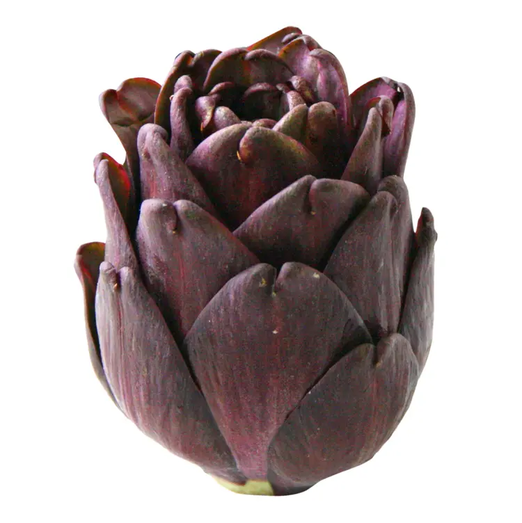 Fresh Purple Artichoke