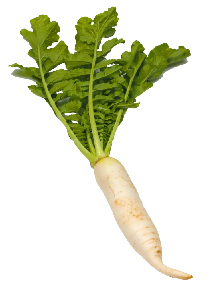 Fresh White Radish with Green Leaves