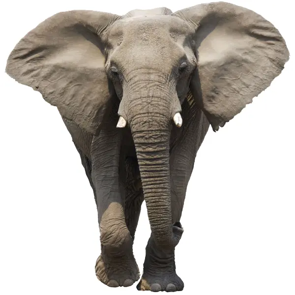 Large Elephant in the Wild