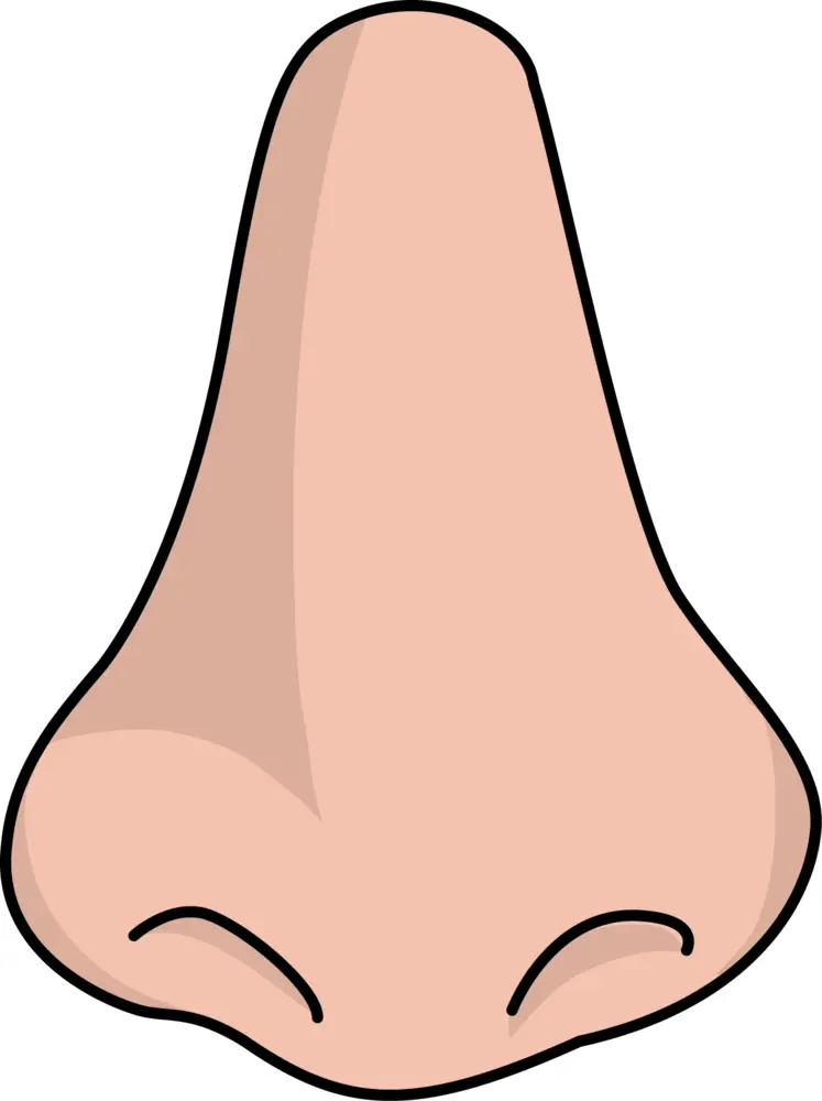 Cartoon Human Nose Illustration