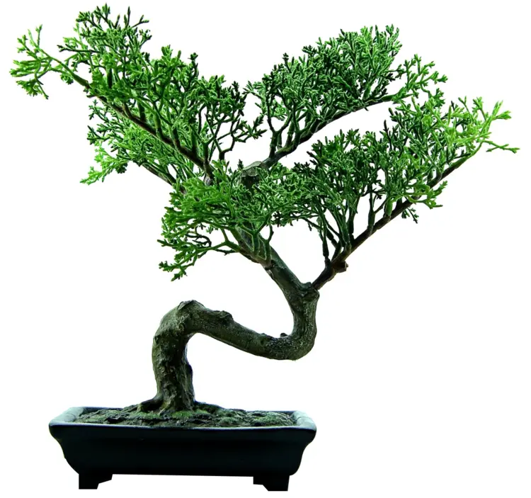 Beautiful Green Bonsai Tree in Pot