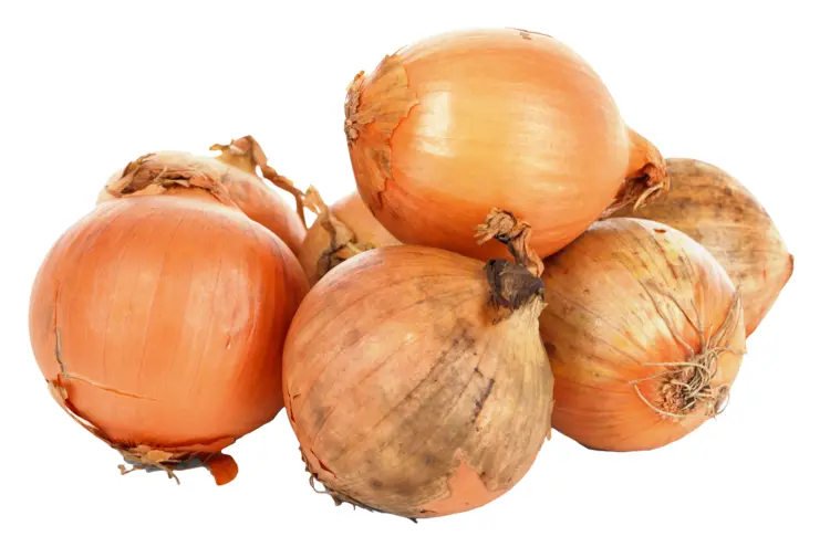 Fresh Onions