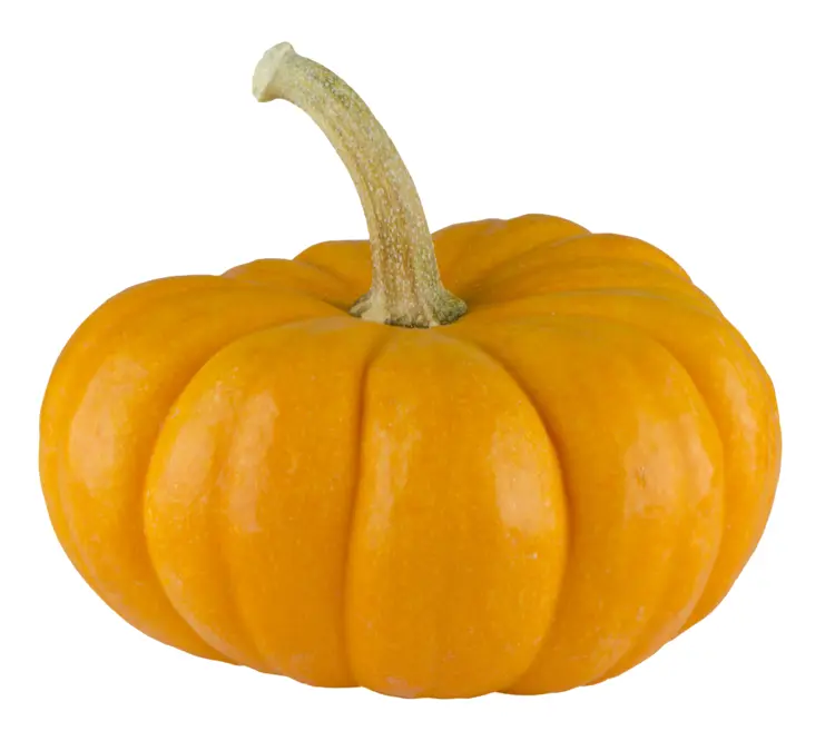 Small Orange Pumpkin with Stem
