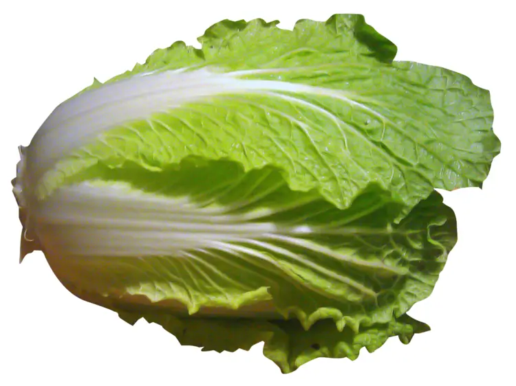 Fresh Green Cabbage