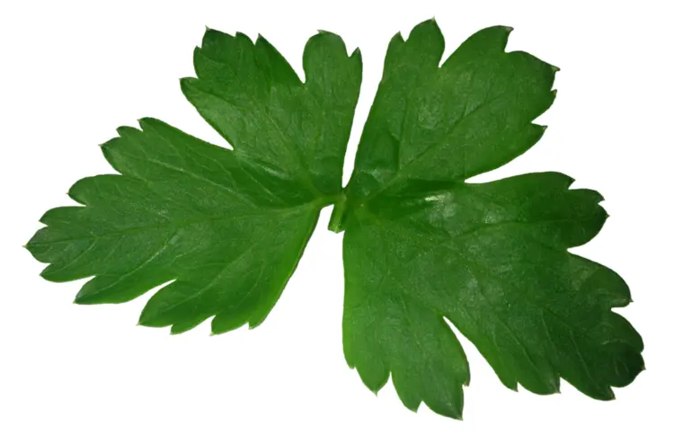 Green Botanical Leaf
