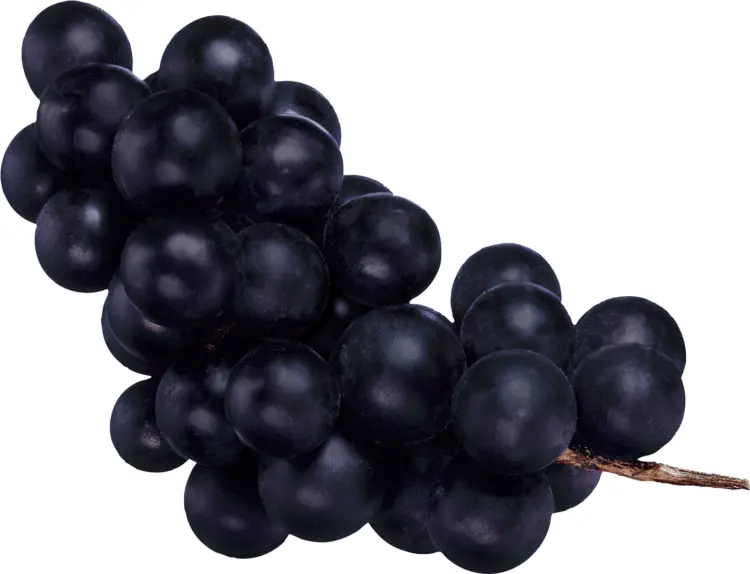 Black Grapes Bunch
