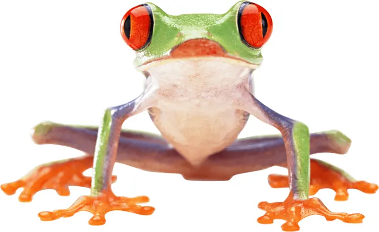 Front View of Red-Eyed Tree Frog