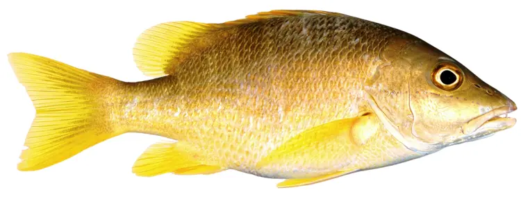 Yellow Fish in Marine Environment