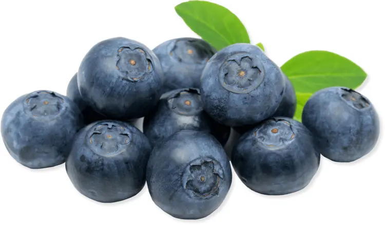 Blueberries with Green Leaves