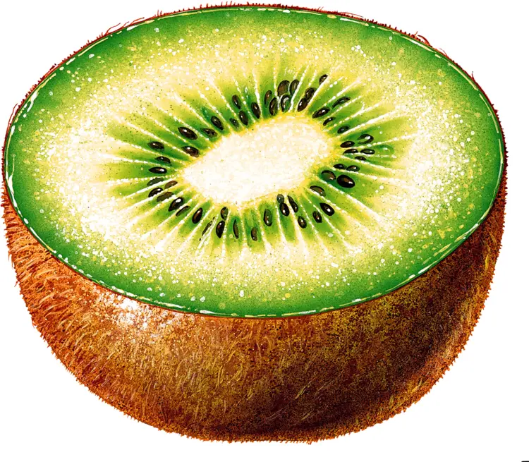Sliced Green Kiwi Fruit
