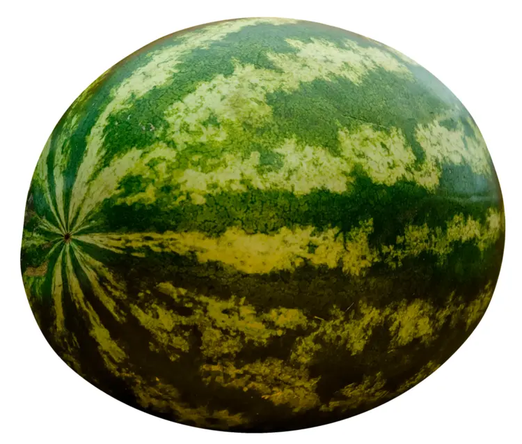 Whole Green Watermelon