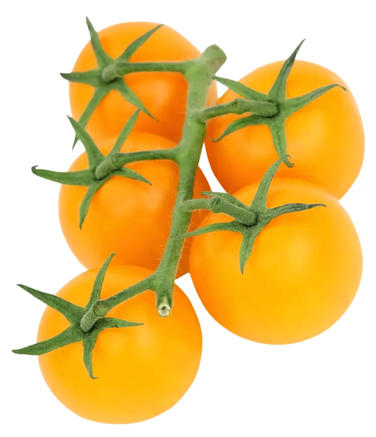 Fresh Yellow Tomatoes on Branch