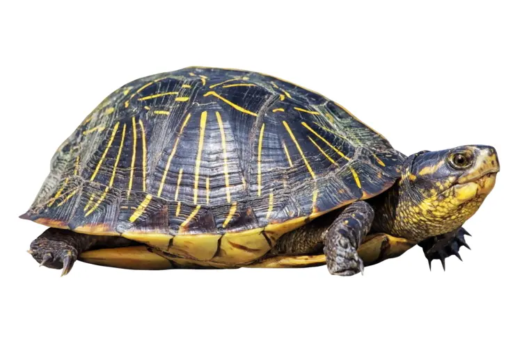 Yellow and Black Patterned Turtle