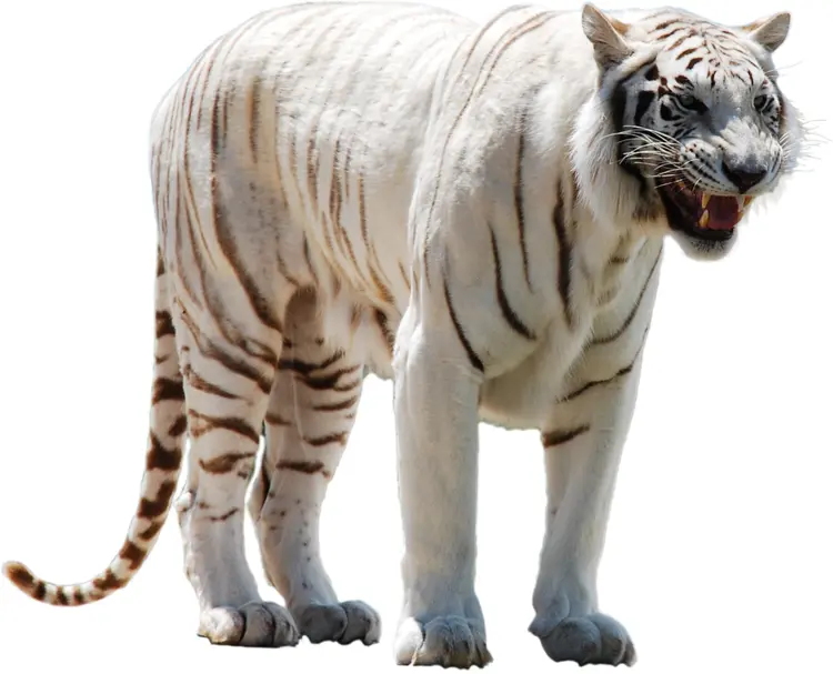 Majestic White Tiger in the Wild