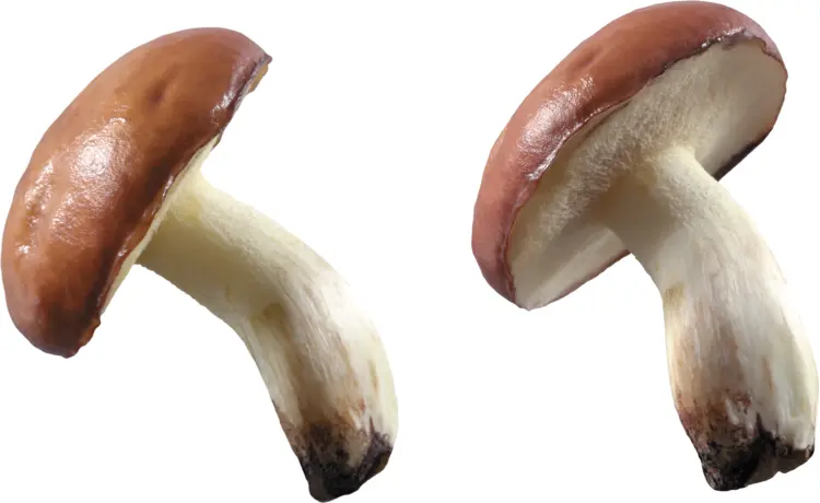 Fresh Brown Mushrooms