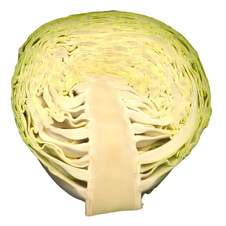 Green Cabbage Half