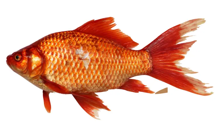 Goldfish in Aquarium