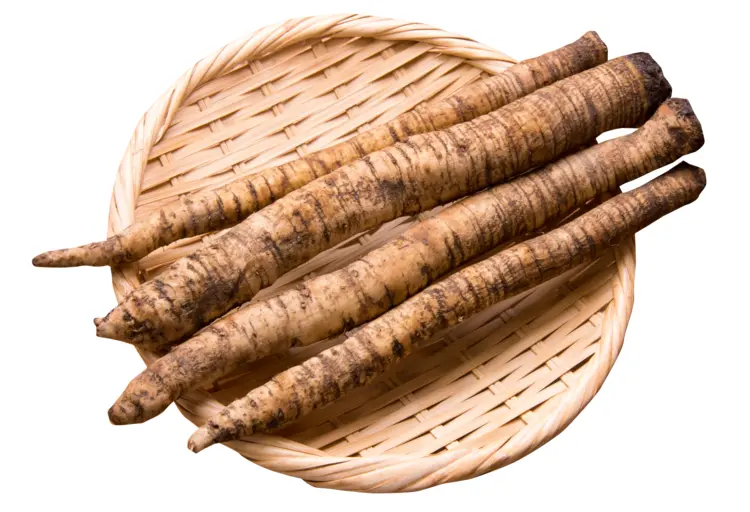 Burdock Roots in Basket