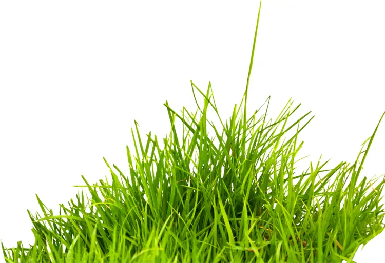 Green Grass in Nature