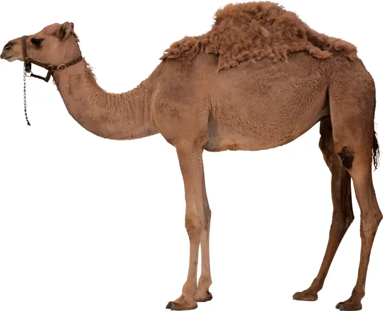 Standing Camel in Desert