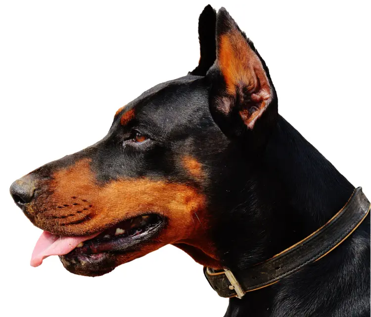 Doberman Dog with Collar
