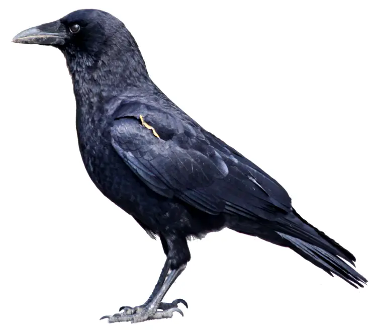 Black Crow in Nature