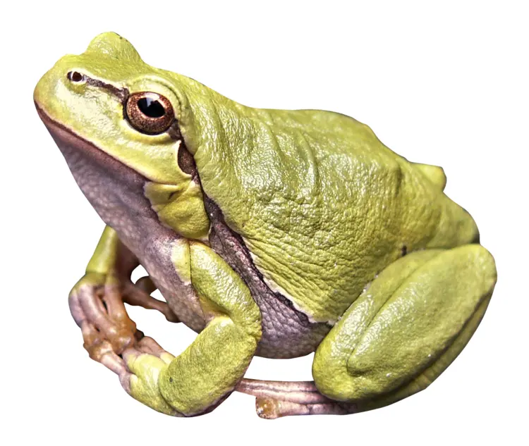 Green Frog Sitting