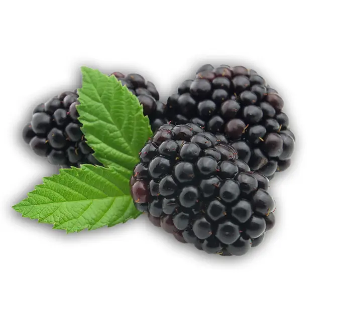 Cluster of Blackberries with Leaves