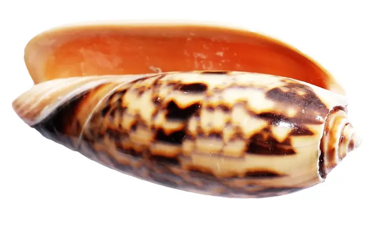 Brown Spotted Shell with Smooth Surface