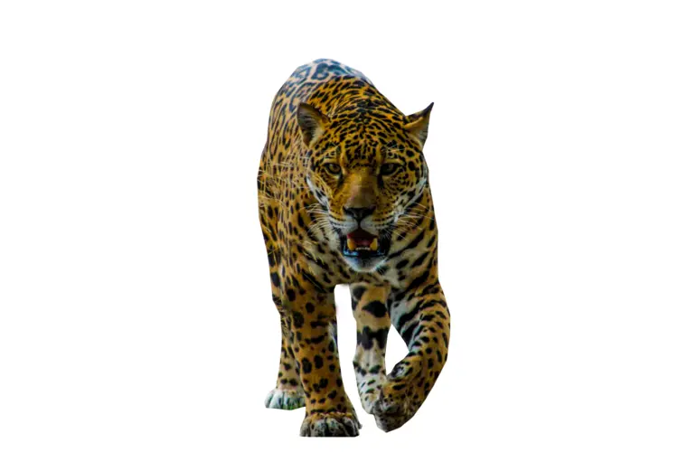 Leopard on the Prowl