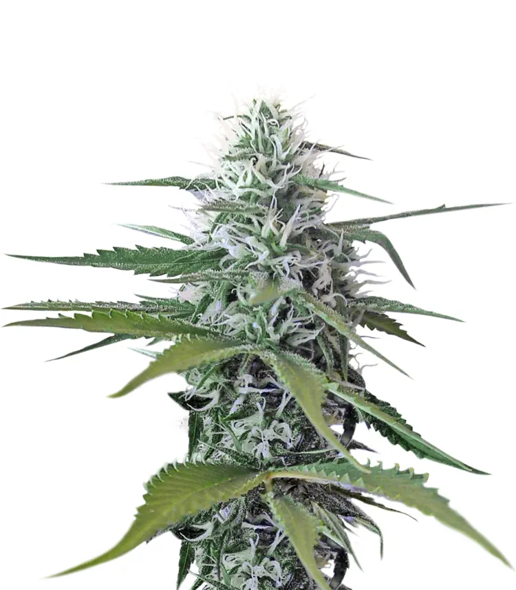 Cannabis Plant with Buds
