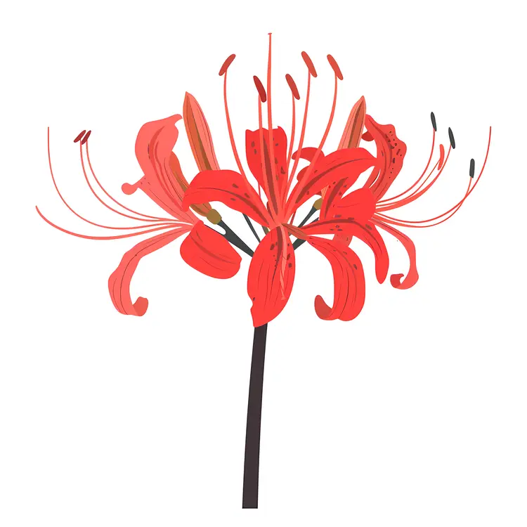 Red Spider Lily Flower