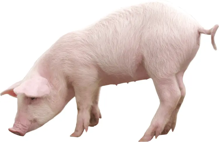 Cute Pink Pig on Farm
