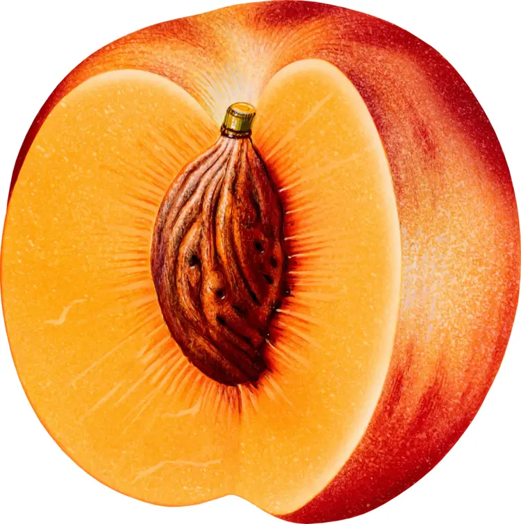 Ripe Peach Half with Seed