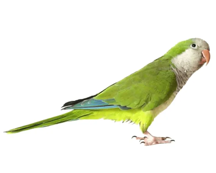 Green Parrot Standing
