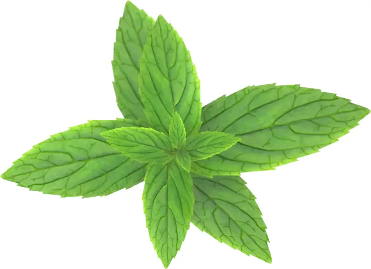 Fresh Green Mint Leaves