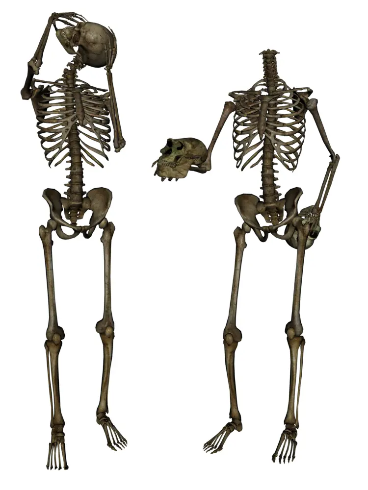 Skeletons Holding Skulls Illustration
