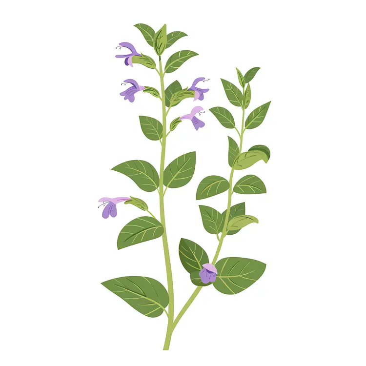 Purple Flowering Plant with Green Leaves
