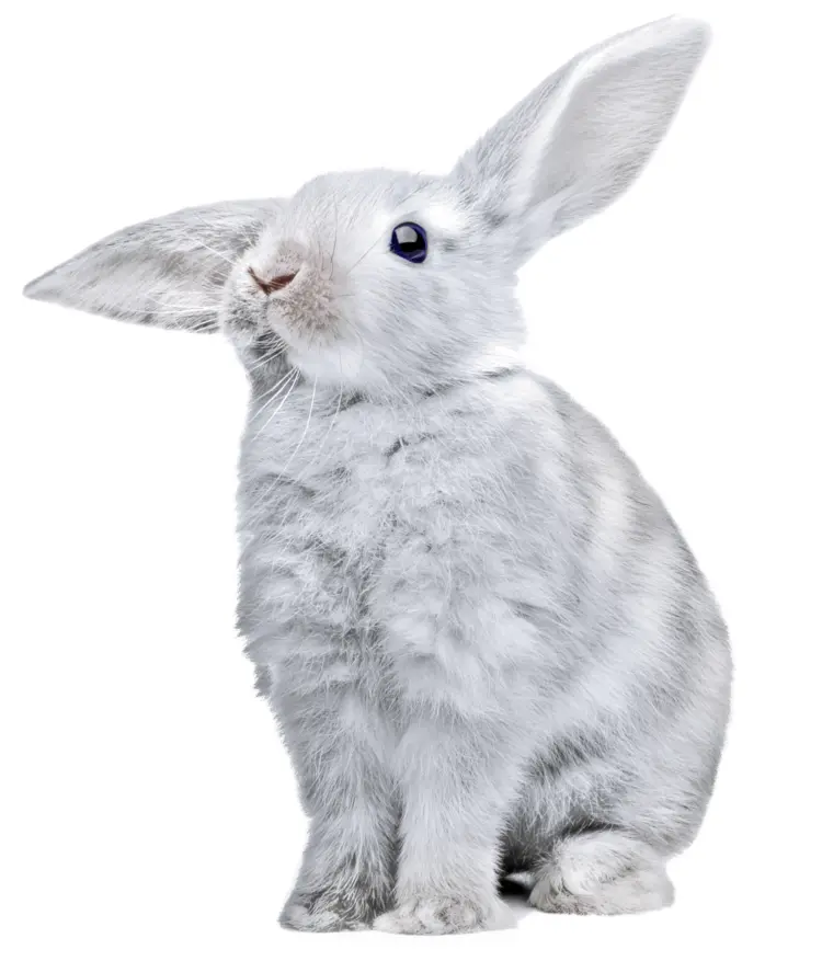Cute White Rabbit Sitting