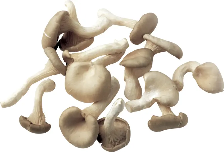 Cluster of White Mushrooms
