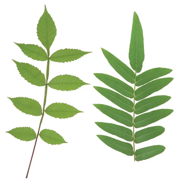 Pair of Green Leaves