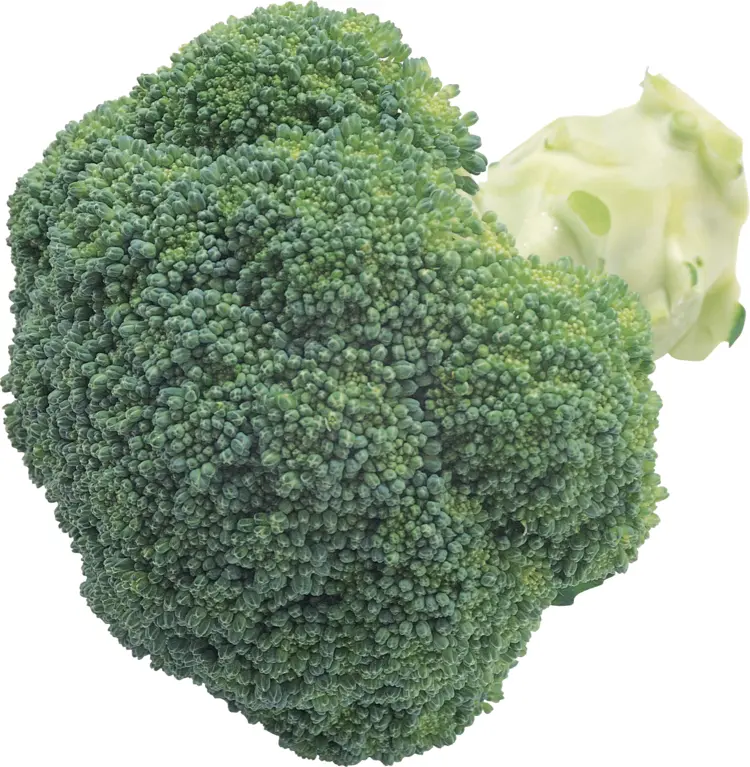 Fresh Green Broccoli Floret