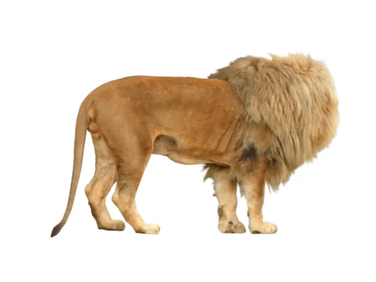 Standing Lion in the Savannah