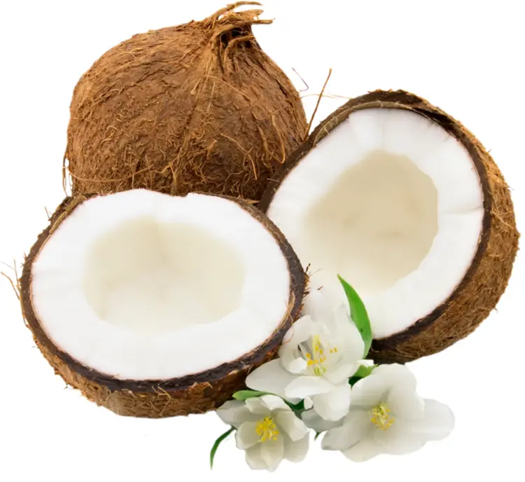 Brown and White Coconut