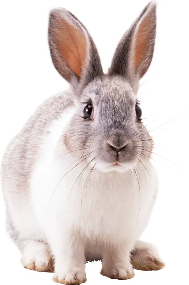Gray and White Rabbit Facing Forward