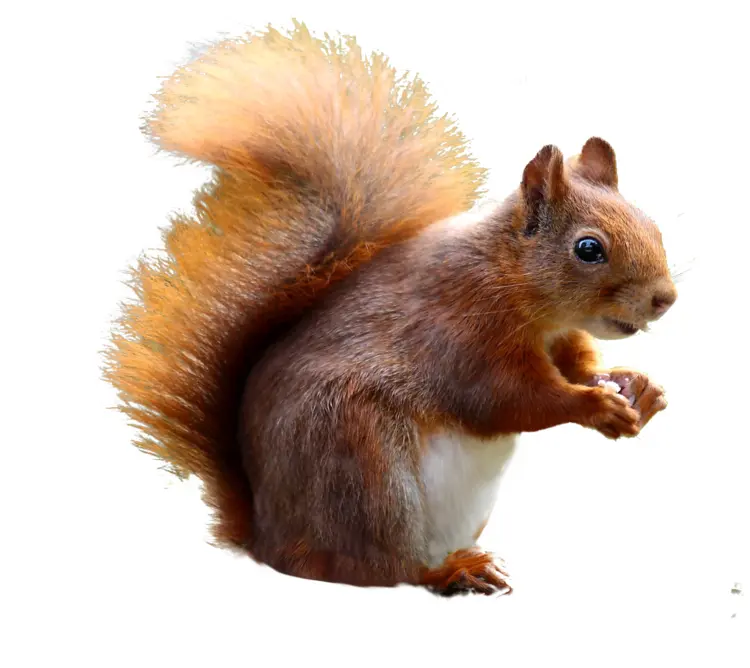 Cute Squirrel Holding a Nut