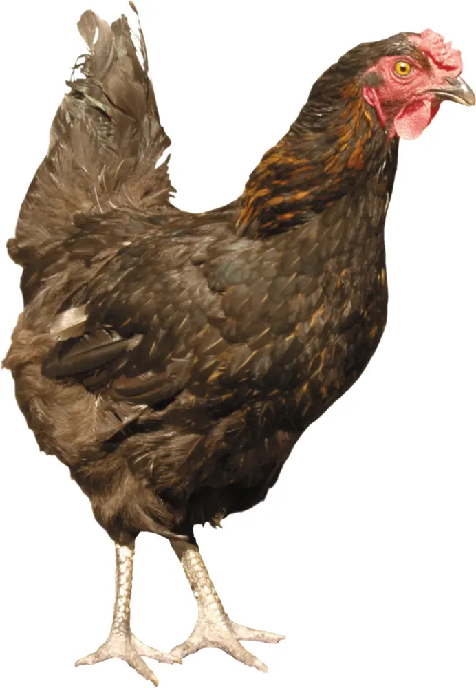 Black Chicken on Transparent Background
