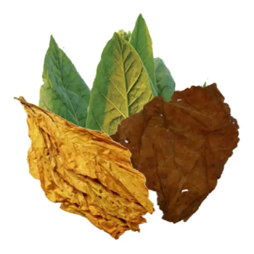 Various Stages of Tobacco Leaves